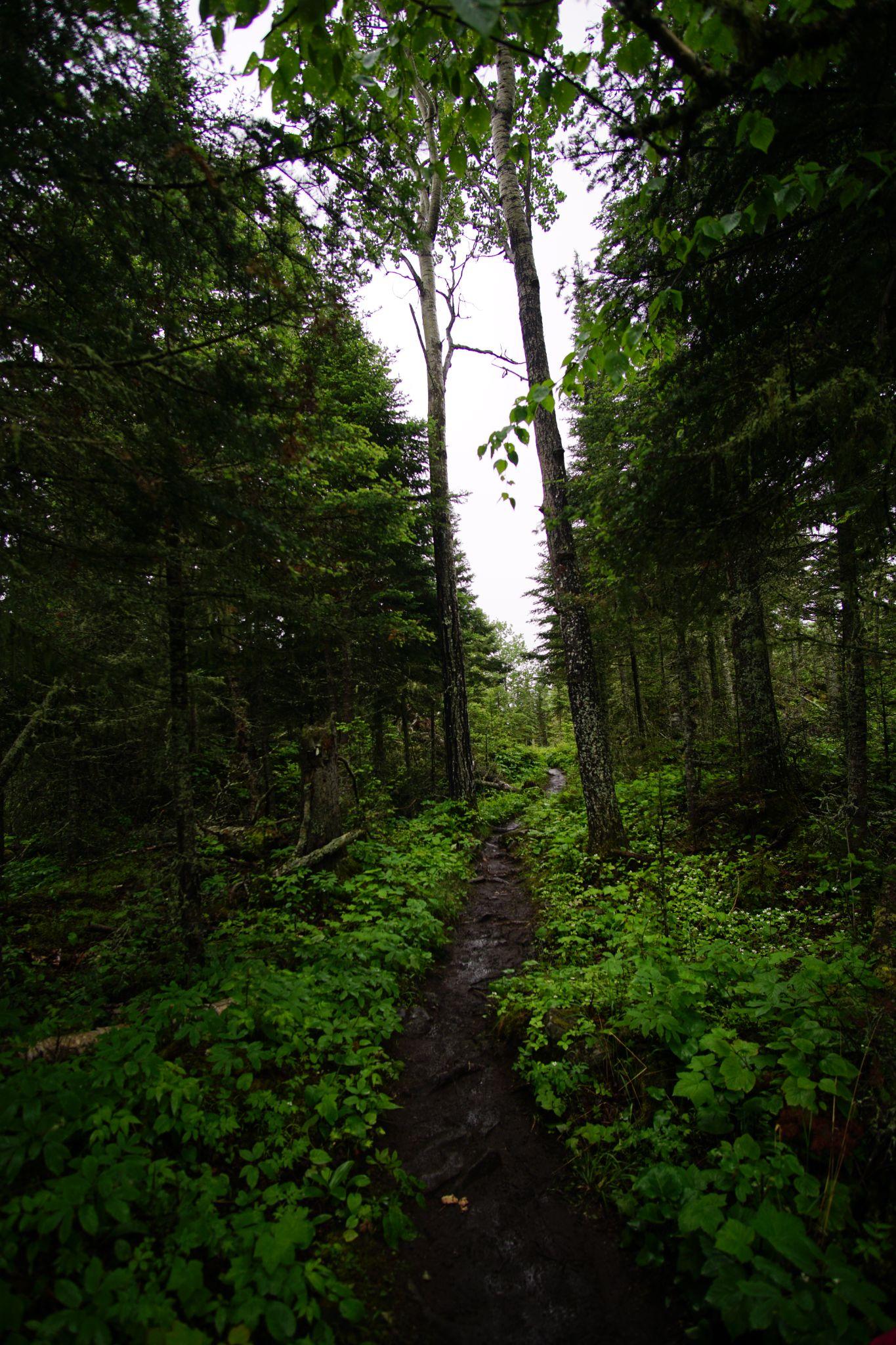 Trail on Isle Royale