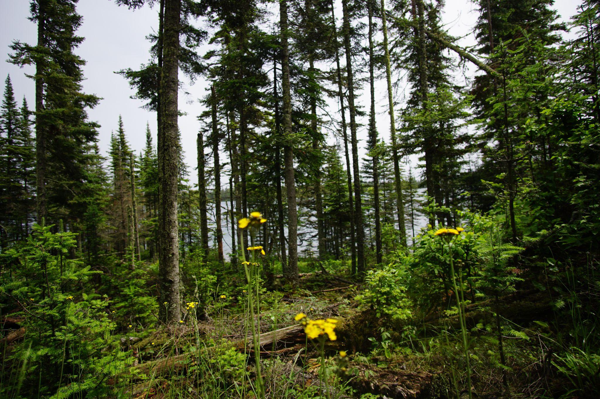 Lake Anglewood on Isle Royale