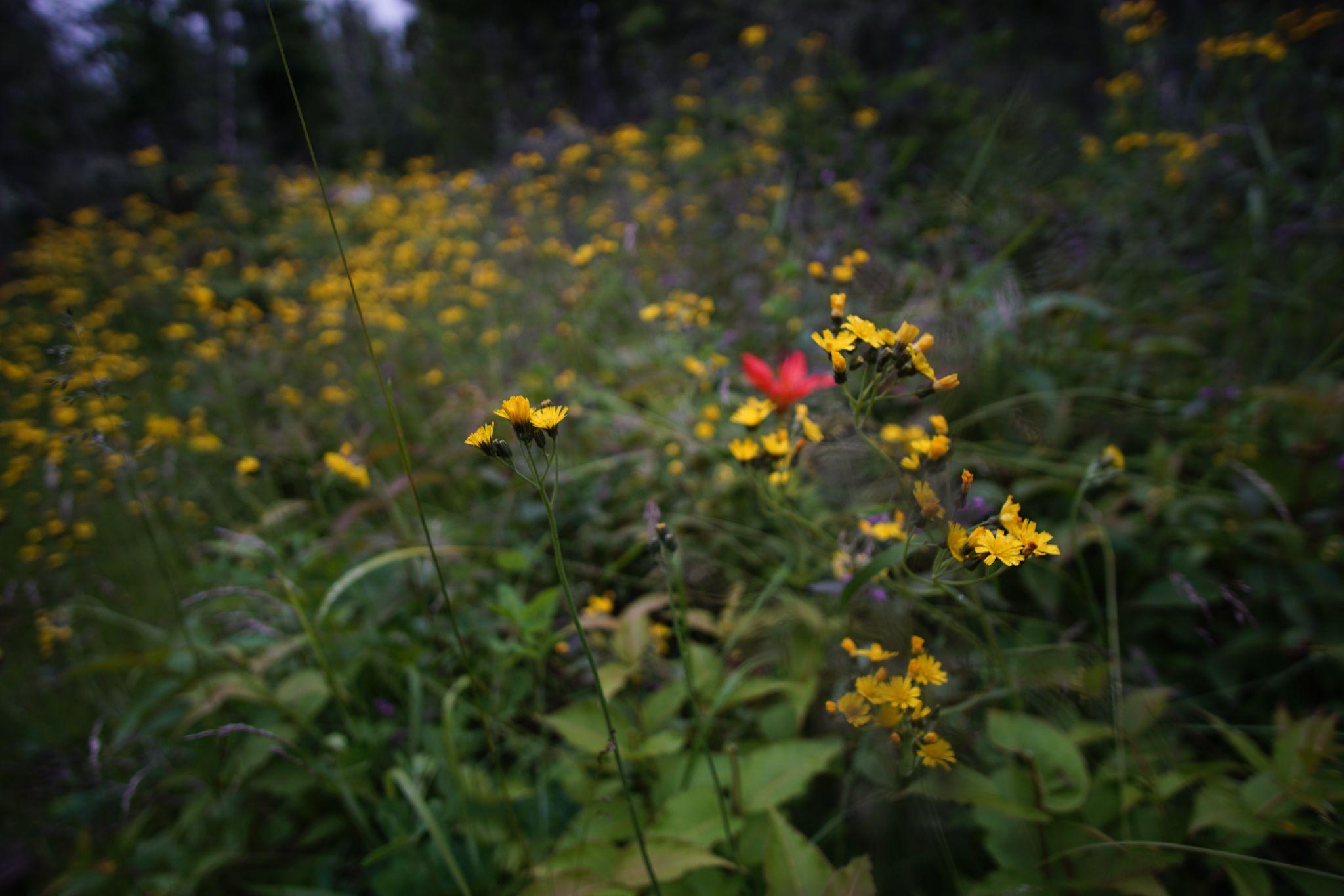 Blooming Packera insulae-regalis  - a species unique to Isle Royale