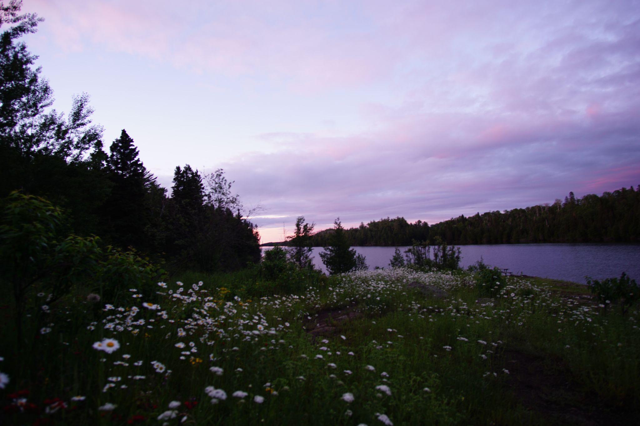 Wildflower Sunset at McCargroe Cove
