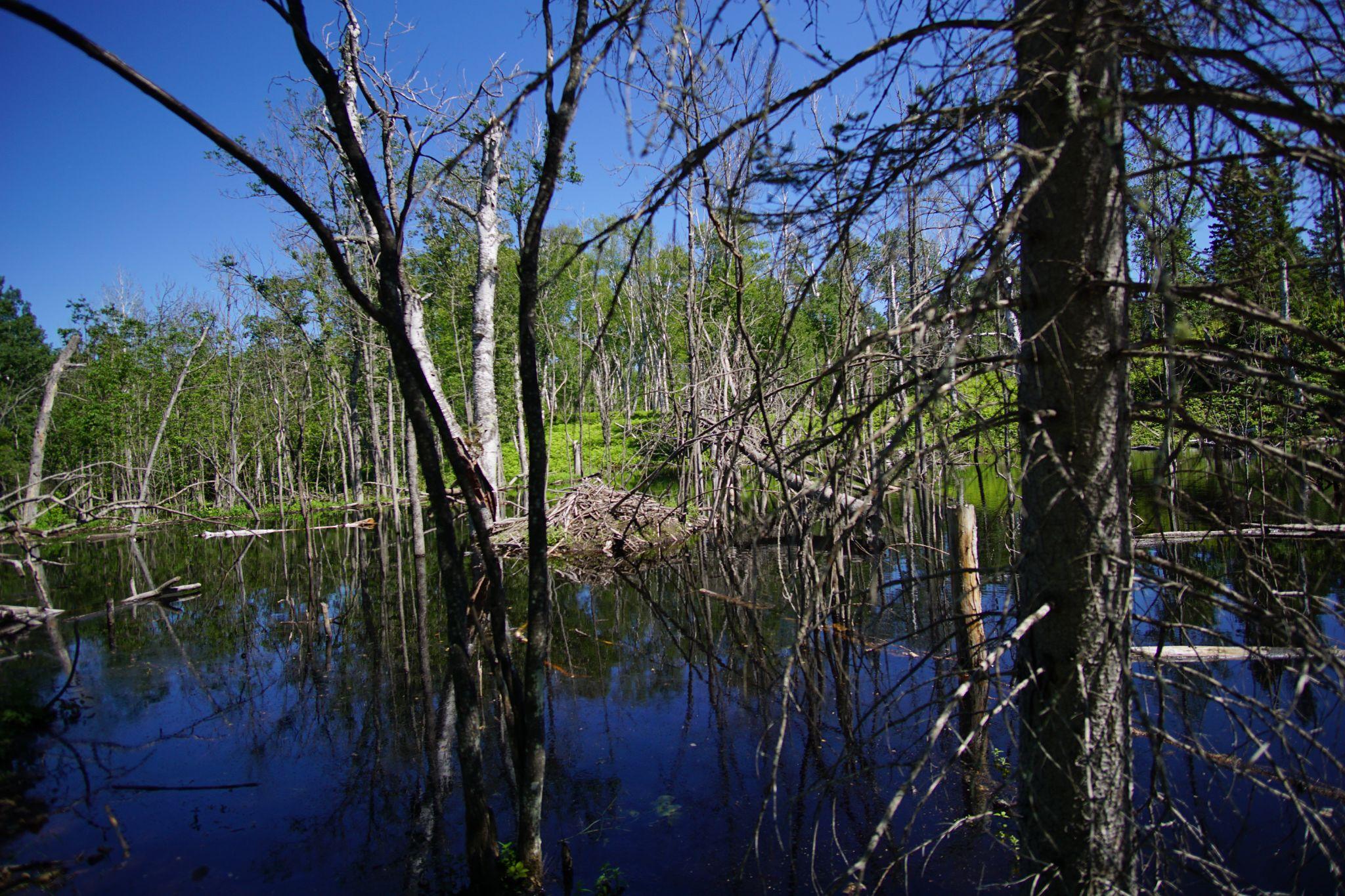 Beaver Dam Centered on Isle Royale