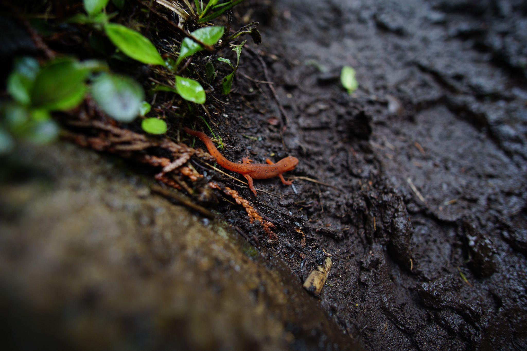 Eastern Newt enjoying the soaked path.