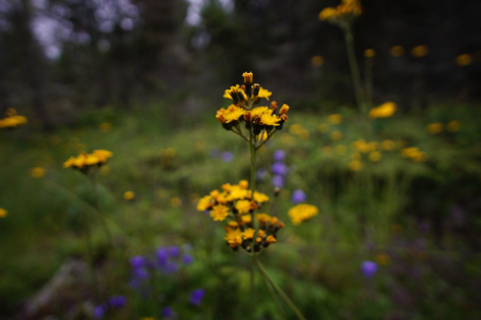 Packera insulae‑regalis - Isle Royale’s endemic flower