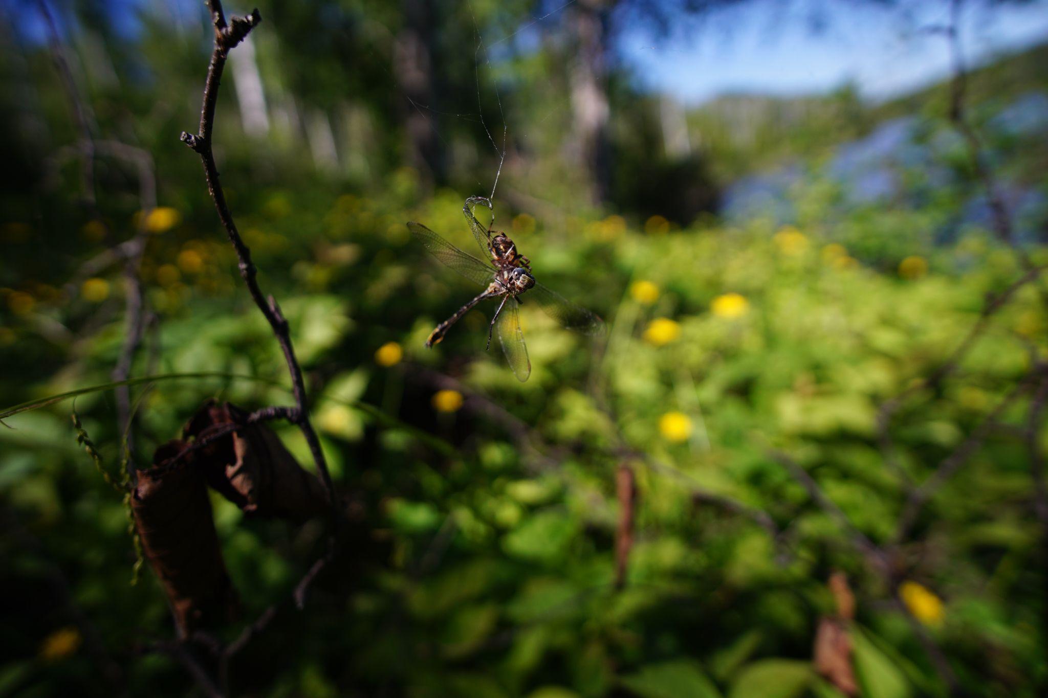 Leaving camp, we spotted a dragonfly caught by a spider.