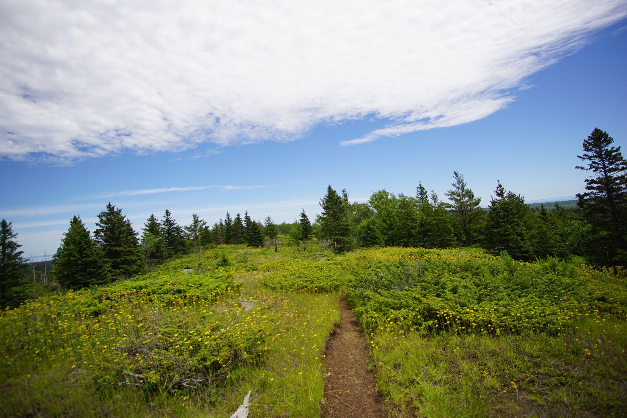 Packera on either side of the trail heralded our path onwards as we spent the morning enjoying the views.