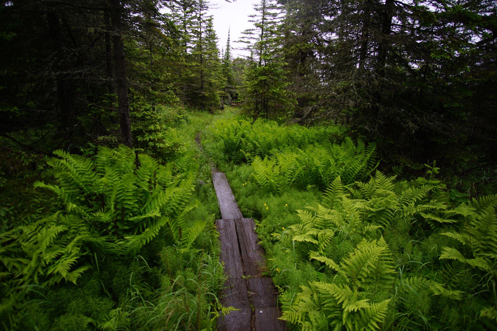 Wooden Planks on Greenstone Trail - Joshua Zubik
